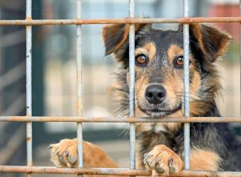 August 1st Is DOGust Day – The Universal Birthday for Shelter Dogs