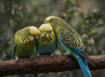 Do Budgies Need a Buddy? The Truth About Social Birds