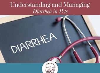Understanding and Managing Diarrhea in Pets