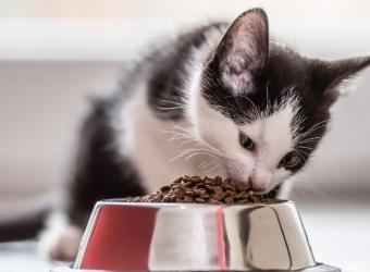 The Can't-Miss Guide to Optimal Kitten Nutrition