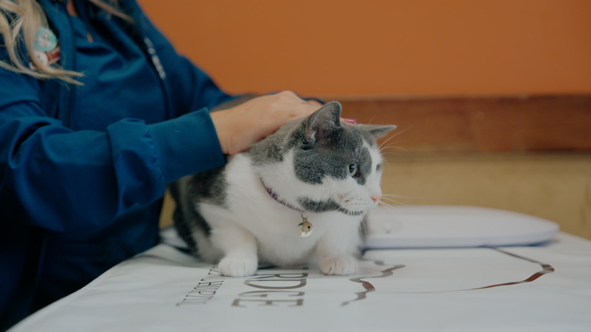tuscan_ridge_animal_hospital_-_first_impression_-_thumbnail_11